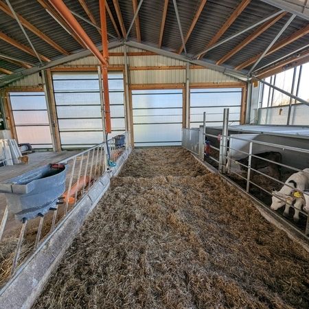Eine ländliche Scheune, gefüllt mit Heu und Kühen, die in der warmen Umgebung verweilen im Hintergrund sehen wir ein Agrotel Rolltor mit hoher Lichtdurchlässigkeit