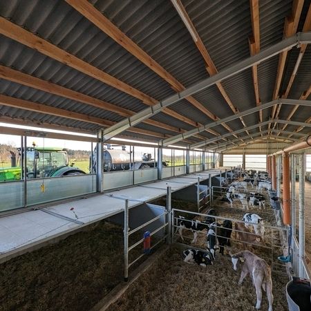 Stallansicht von innen nach außen, hierbei ist das Agrotel Seitenlüftungssystem 4 zusehen und einige Kühe