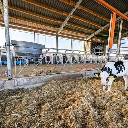 Eine Kalb steht in einem Diagonalgitter für Kälber, umgeben von Heu und Stroh