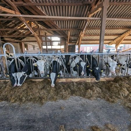 Kühe fressen Heu in einem Stall mit Selbstfangfressgitter