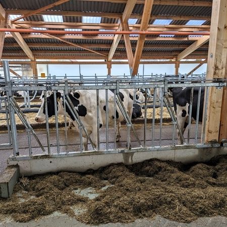 Kühe fressen Heu in einem Stall, ausgestattet mit Selbstfangfressgitter