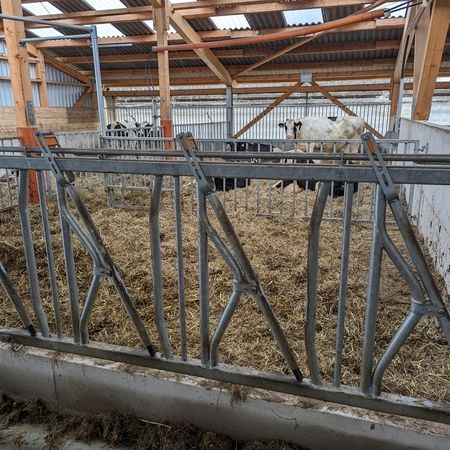 Eine Kuh steht in einem eingezäunten Bereich mit einem Sicherheitsfressgitter Typ Buck