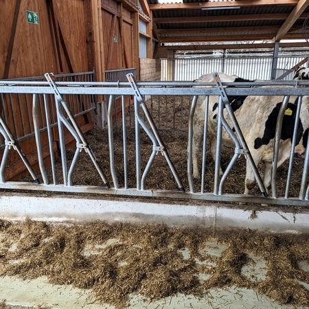 Eine Kuh steht in einem Gehege, umgeben von einem Zaun und einem Sicherheitsfressgitter Typ Buck