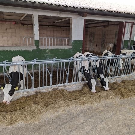 Eine Gruppe von Kühen frisst Heu in einem Stall mit Fressgitter für Jungvieh