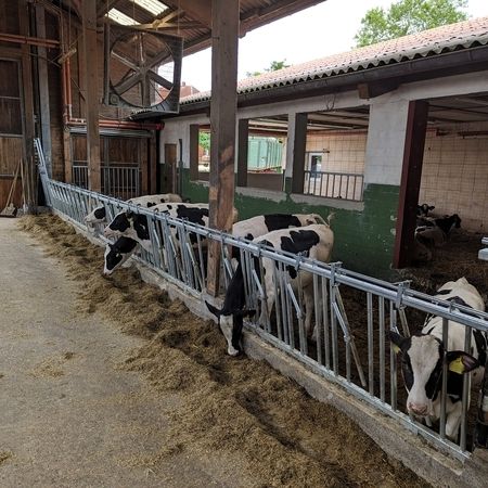 Eine Gruppe von Kühen in einem Stall, die Heu fressen, durch einem Fressgitter für Jungvieh