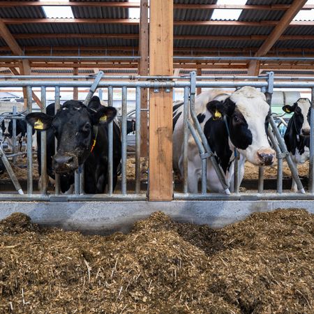 Kühe stehen in einem Stall, umgeben von einem Selbstfangfressgitter mit Rundrohr