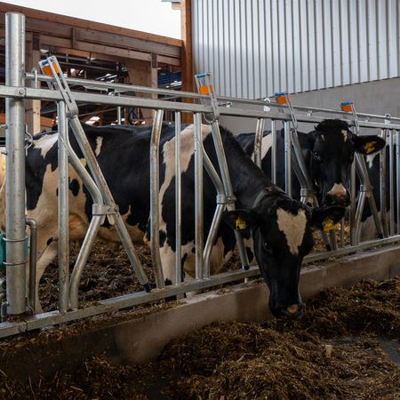 Eine Gruppe von Kühen in einem Stall mit einem Sicherheitsfressgitter vom Typ Buck