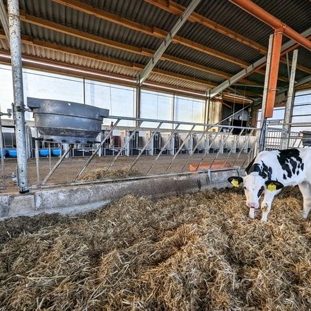 Eine Kalb frisst Heu in einem Stall mit diagonalen Gittern