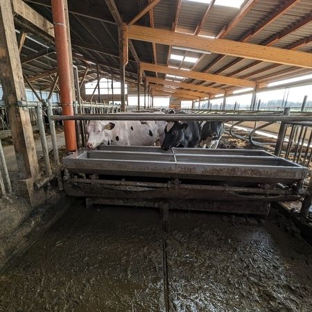 Ein leerer schmutziger Stall, der entmistet werden muss, im Hintergrund sind Kühe sind hinter einem Futtertrog zusehen