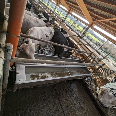 Eine Gruppe von Kühen in einem Stall, die aus einer Futterrinne fressen, im Vordergrund ist ein Stall zusehen der gereinigt werden muss