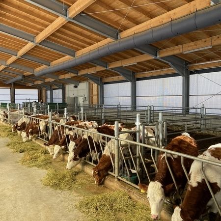 Eine Gruppe von Kühen in einem Stall, ausgestattet mit VetSmart Schlauchlüftung über den Boxenlaufställen