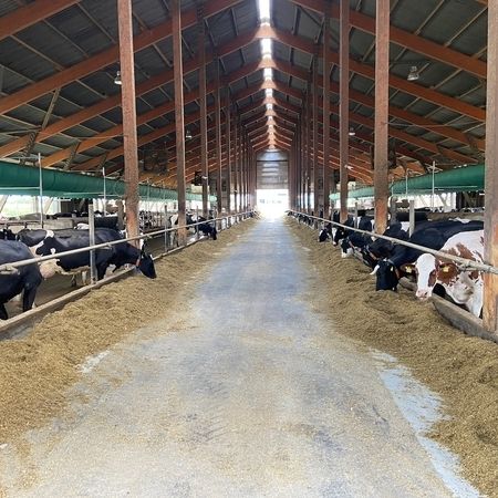 Eine Gruppe von Kühen in einem Stall, ausgestattet mit VetSmart Schlauchlüftung über den Boxenlaufställen