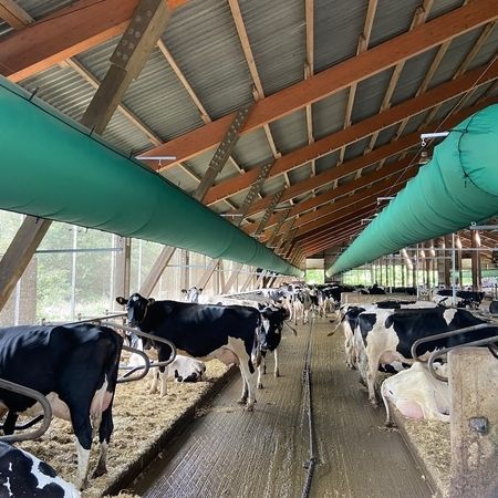 Eine Gruppe von Kühen in einem Stall, ausgestattet mit VetSmart Schlauchlüftung über den Boxenlaufställen