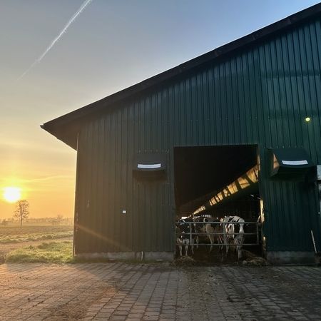 Kühe stehen in einer Scheune, während die Sonne untergeht